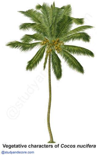 palm family, arecaceae, coconut tree, cocos nucifera, palmae, free notes